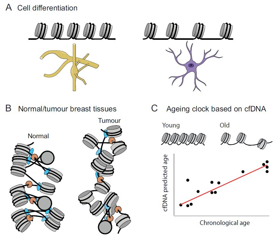 Teif Lab tweet media