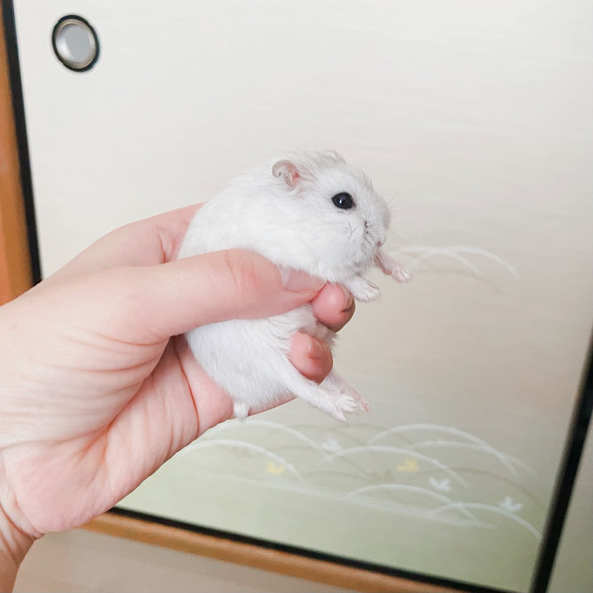 キンキンぴらぴら♨️ tweet media