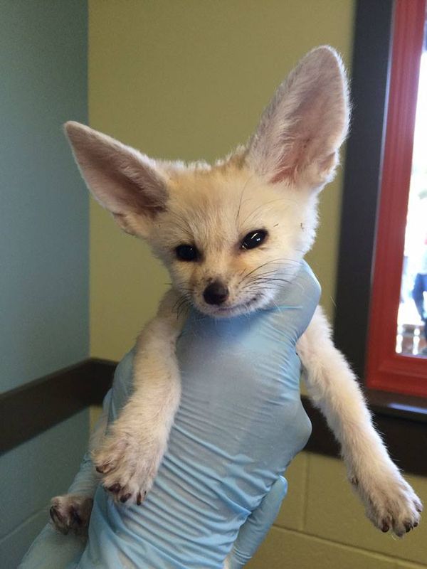 Fennec Every Hour! (@fenneceveryhr) on Twitter photo 