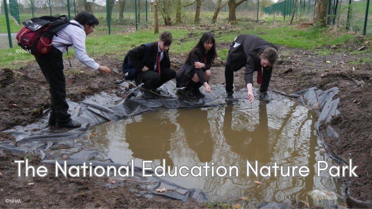 British Dragonfly Society tweet media