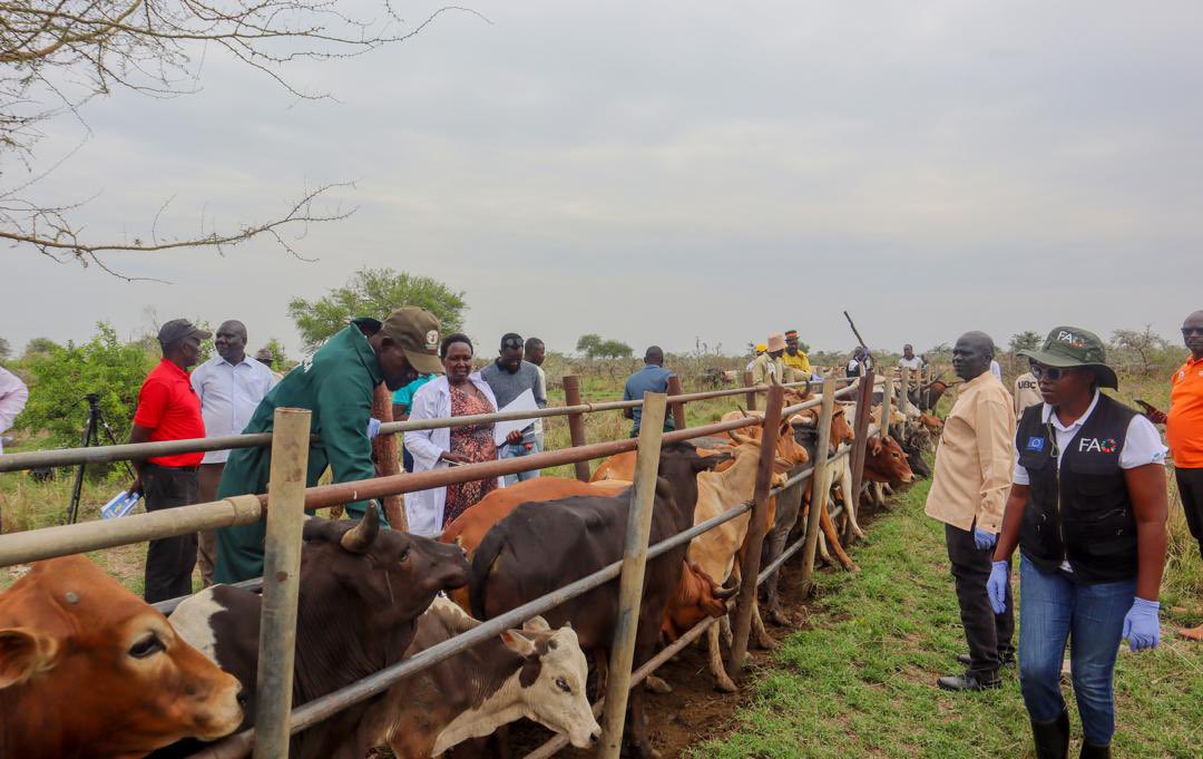 FAO in Uganda tweet media