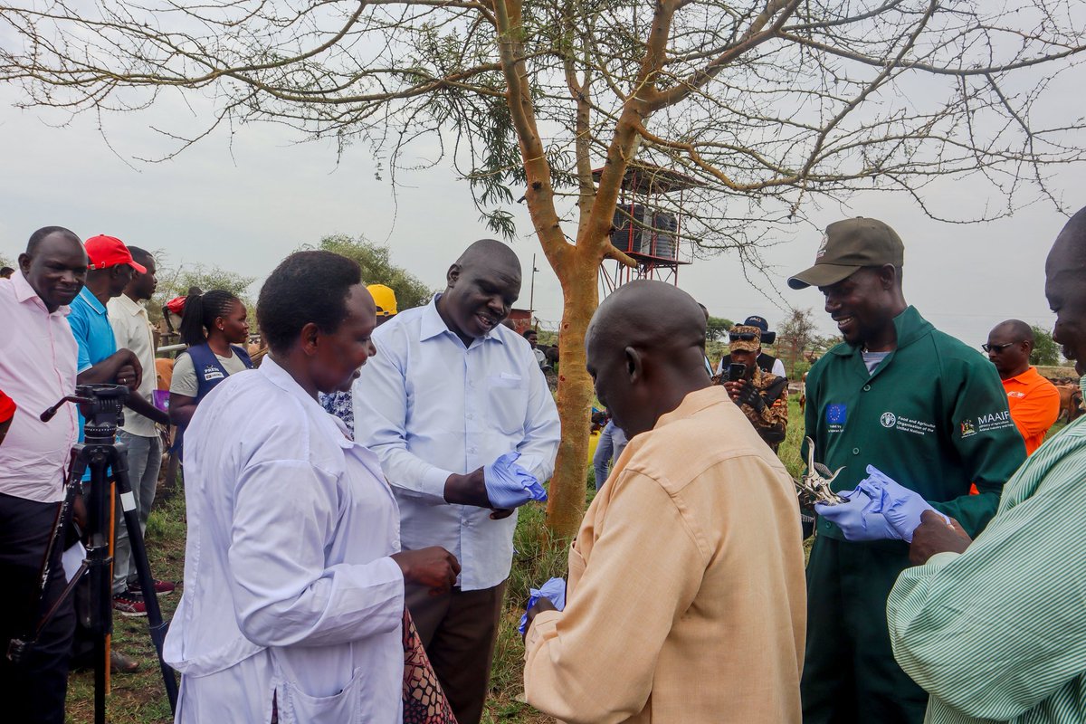 FAO in Uganda tweet media