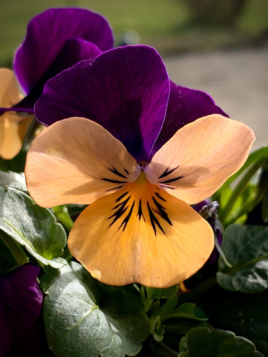 meitje01's tweet image. #Dag6 #ElkeDagEenBloem #Viooltjes 🎻 🎶