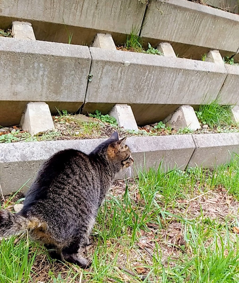 とても久しぶりにネコ様に撫でさせてもらった。
しかも初対面でゴロゴロまで♪

（歯の被せものの件はこの吉兆だったのかも）

ゴロゴロ音がここちよい…

このまま寝落ちるか、心臓が止まったらいいのに…