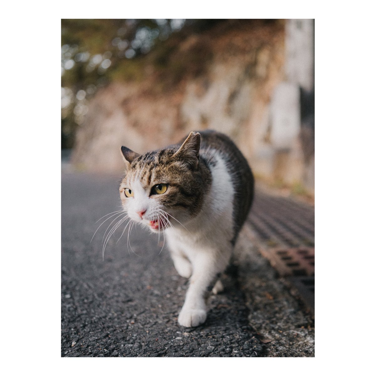 かわいい