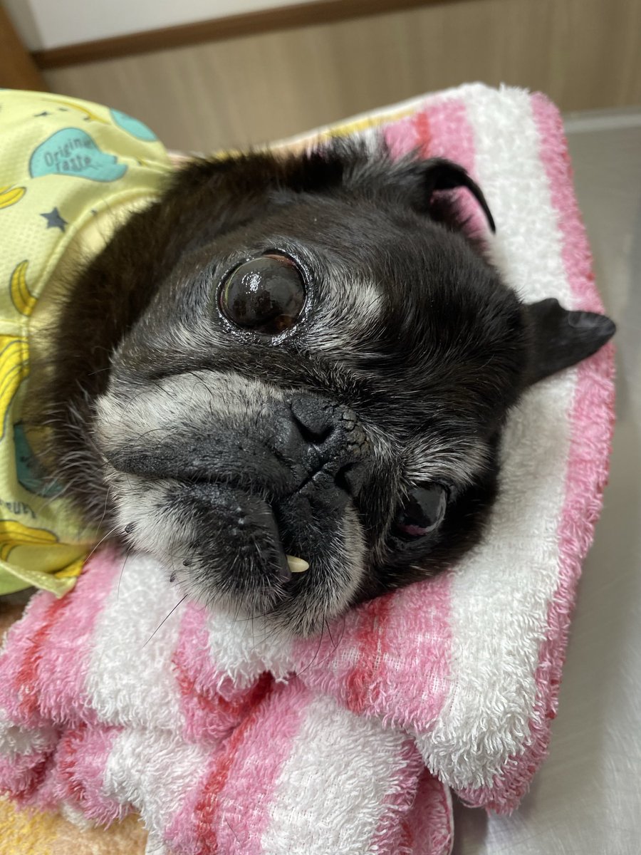 はなこ🐕おじいパグワンコと同居中🐾 tweet media
