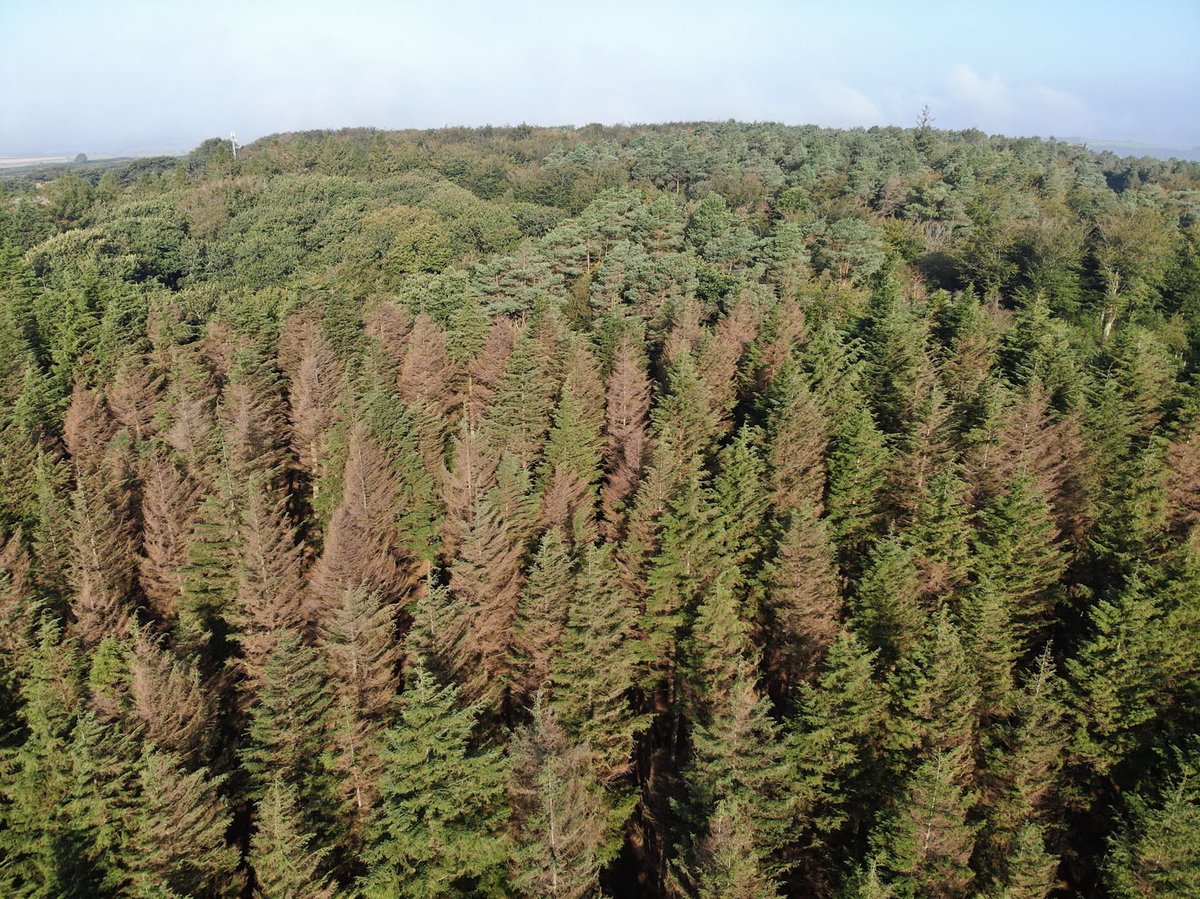 Institute of Chartered Foresters tweet media