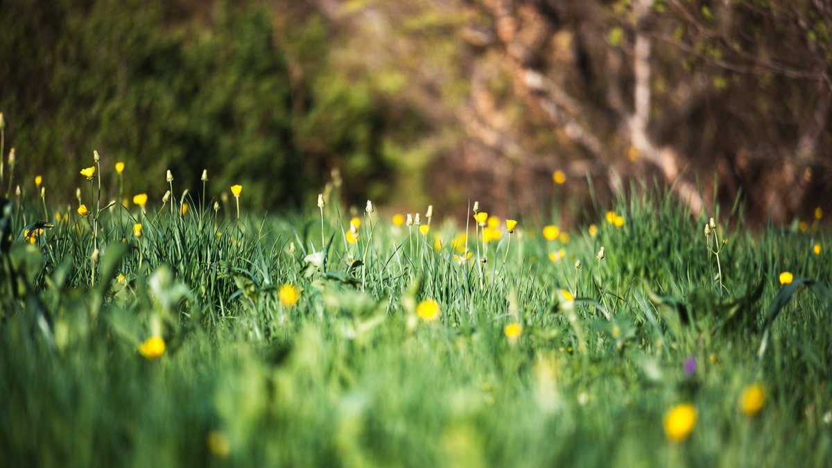 WMAX VELL tweet media