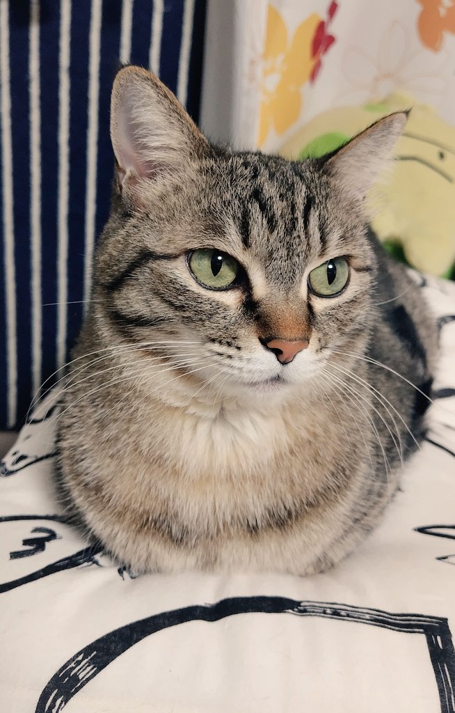 ゴロー🐾 (@cat_56chan) / Posts / X