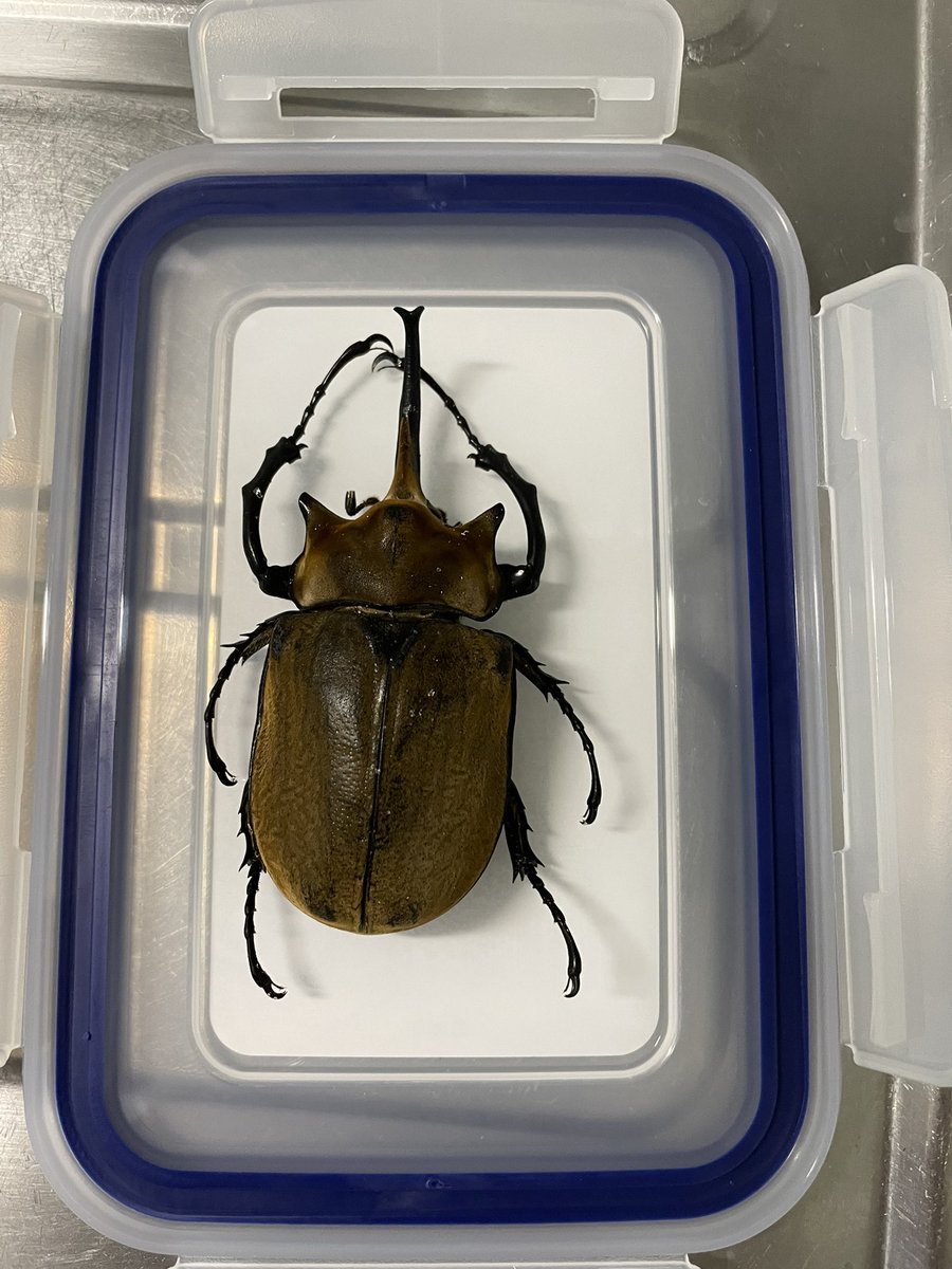 batumaruniki's tweet photo. エレファスゾウカブトの標本作り開始… https://t.co/zkxy0W7qmb