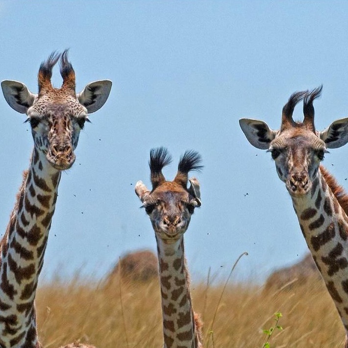 earthcurated's tweet photo. Did you know giraffes are the tallest mammals on Earth? 🦒

Their legs alone can reach about 6 feet in length, making them taller than many people. Even with their extremely long necks, they still have only seven neck bones—the same number humans have! https://t.co/8fkoccRtcY