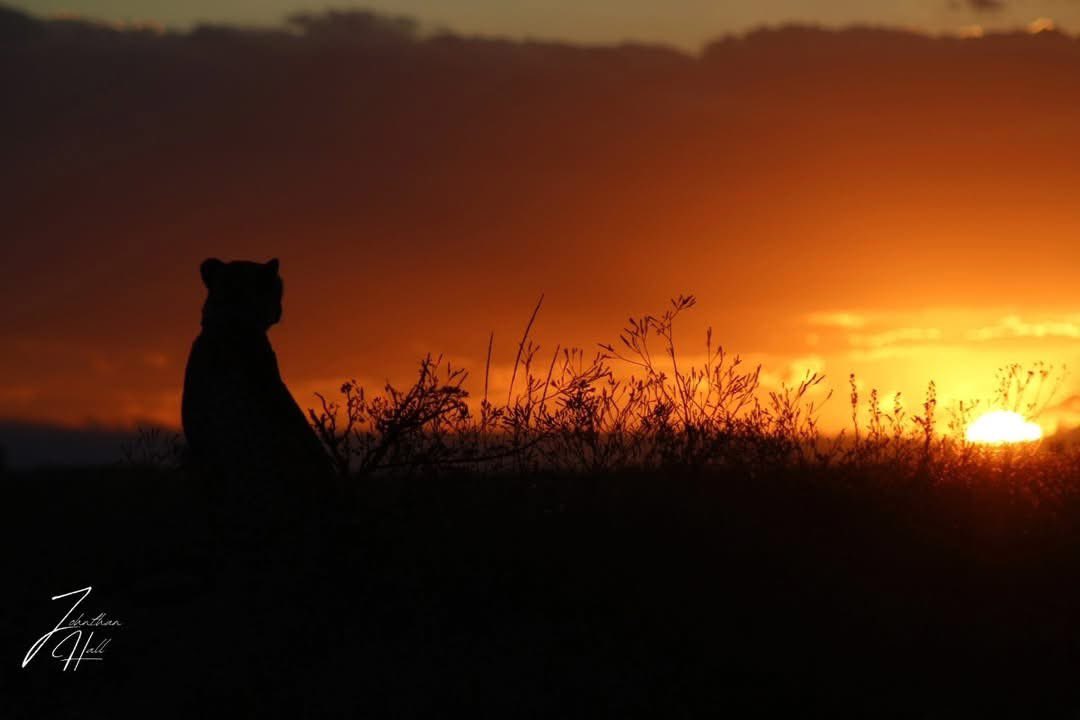 NambitiReserve's tweet photo. Golden hour in the bushveld
As the sun dips below the horizon, the savanna comes alive with quiet beauty. Moments like this remind us why the wild is so special — raw, peaceful, and unforgettable.
#Nambiti #AfricanSunset #Cheetah #WildlifeMagic #SafariMoments #BushveldBeauty https://t.co/j6TbMADaCK