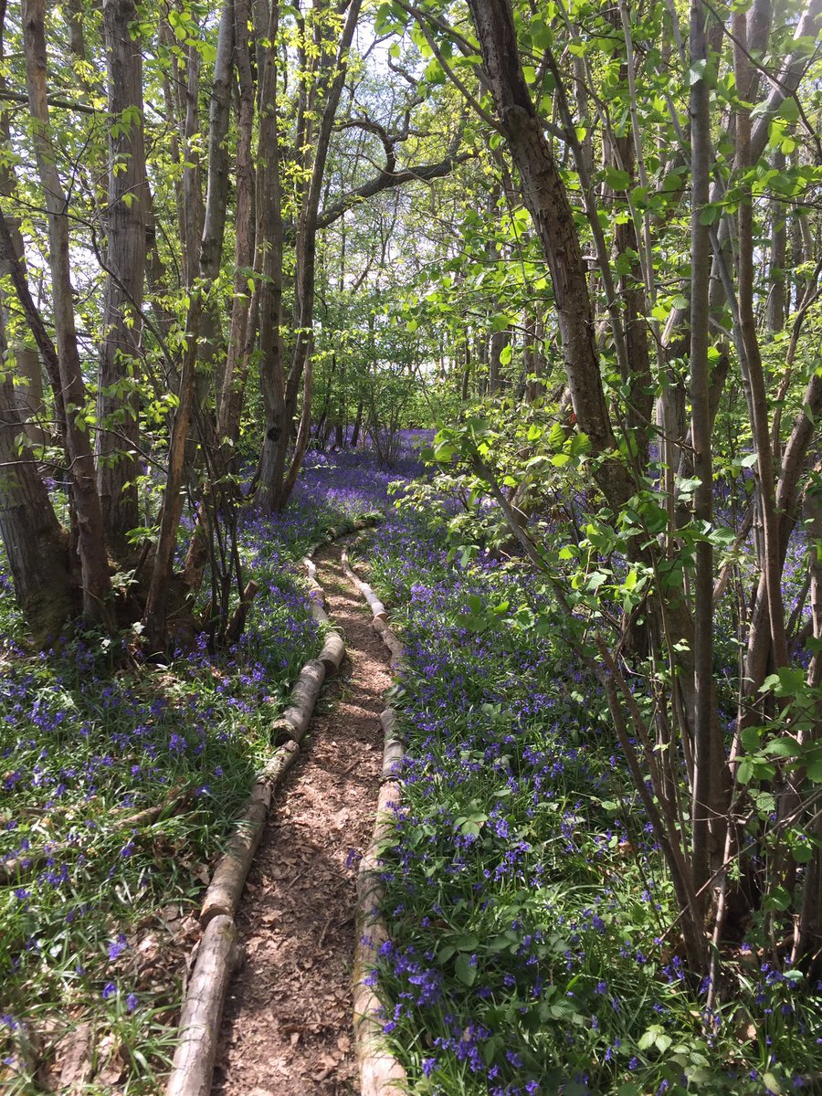 The English Oak Project tweet media