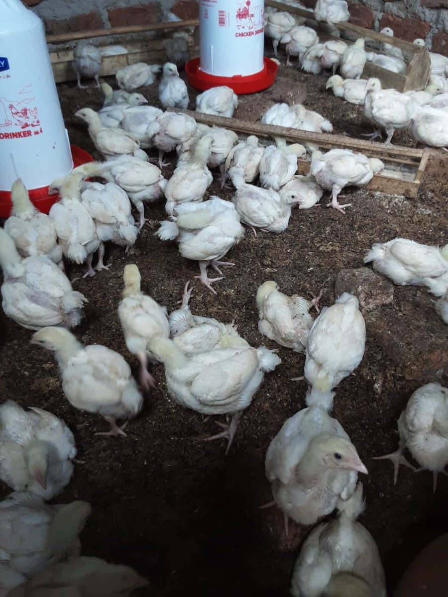 Youth Fraternity for Change-Uganda tweet media