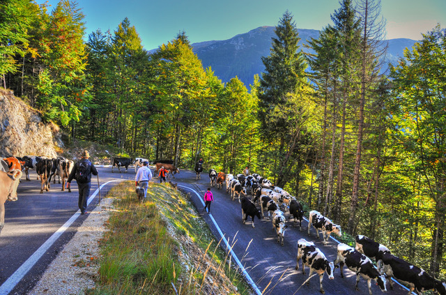 Italy Magazine tweet media