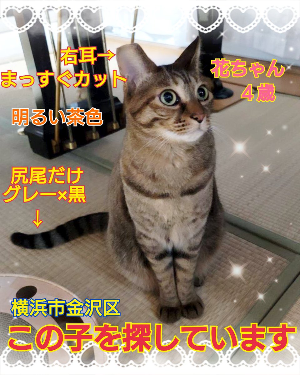 猫を探しています。花ちゃん４歳。明るい茶色、右耳まっすぐカット、尻尾だけ色が違い長い尻尾です。2024年4月11日横浜市金沢区富岡東の自宅から私の不注意で外に出てしまい迷子のままです。花を保護してくださっている優しいかたはいらっしゃいませんか？
#猫を探しています 
#拡散希望 
#よこかな