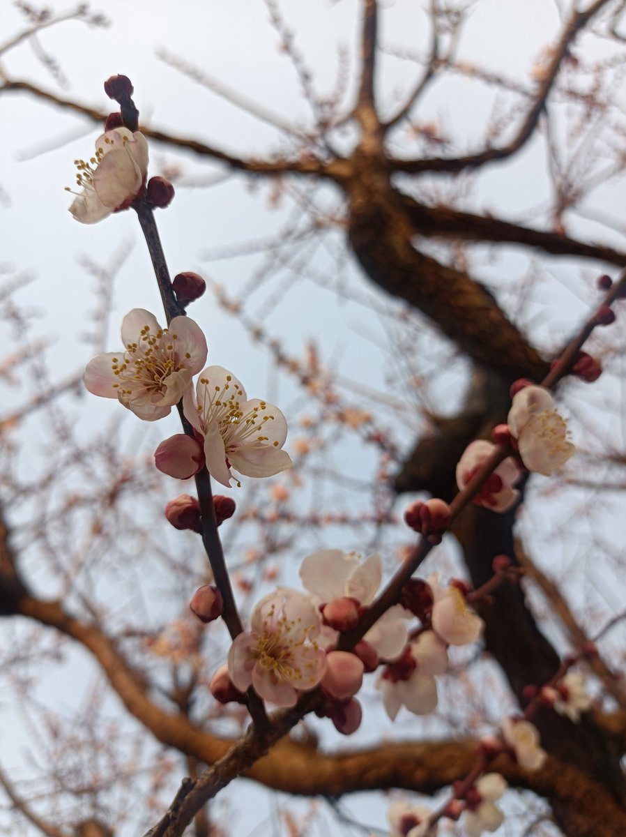 酩酊麻痺 tweet media
