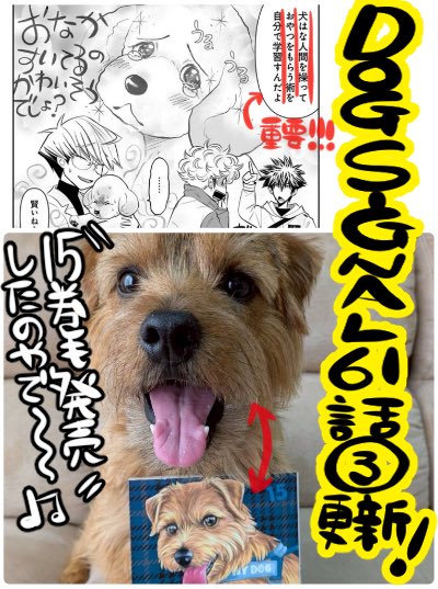 みやうち沙矢▶︎DOG SIGNAL tweet media