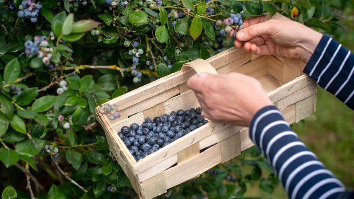 AugsburgerAllgemeine tweet media