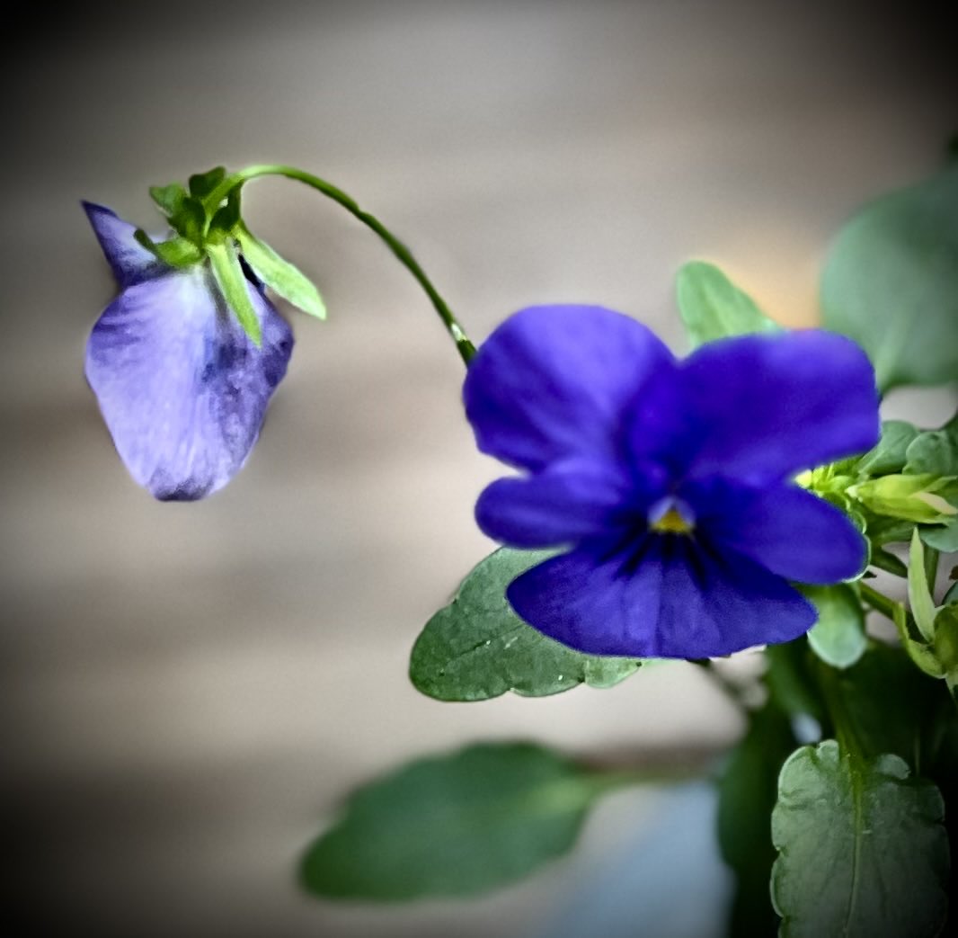 idanoomen's tweet image. #ElkeDagEenBloem 
#viooltjes
@wbos54