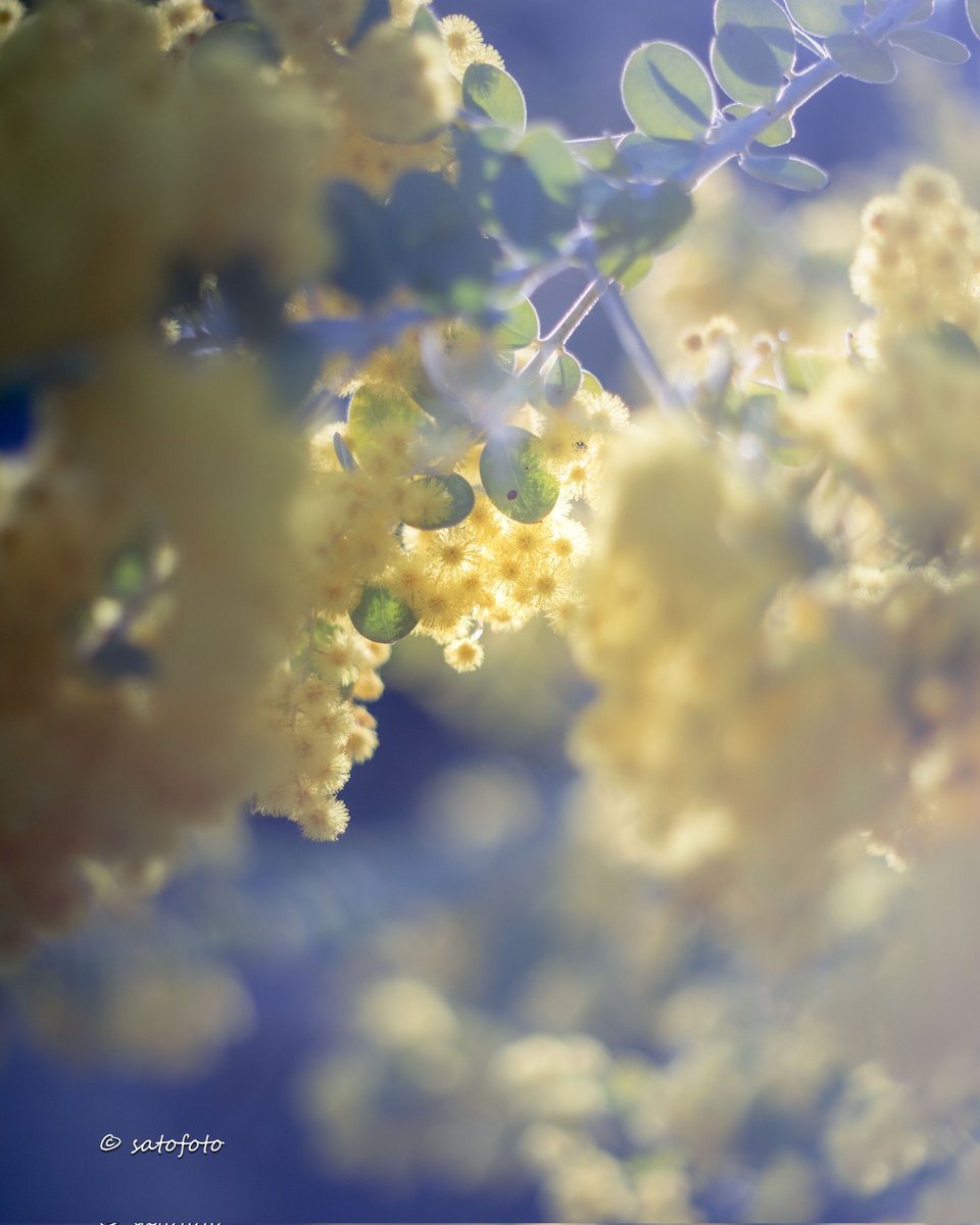 AllChibaEnergy's tweet photo. 菜の花だけじゃない
✨️JEFの花✨️
ヒュンさんありがとうございます！

《ACE 写真アカ》
https://t.co/PqBdUjo4xD https://t.co/avY7ZR5v8j