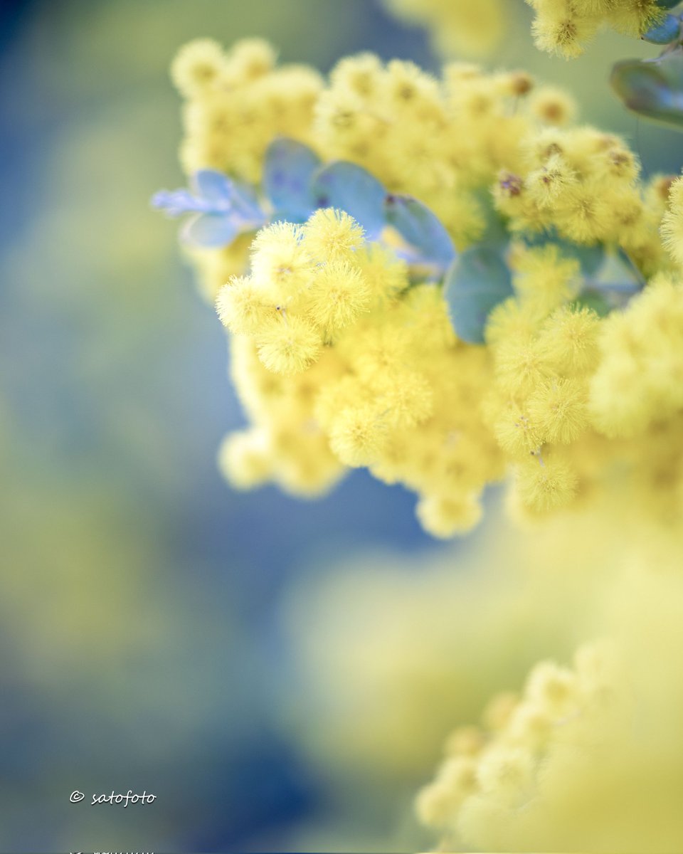 AllChibaEnergy's tweet photo. 菜の花だけじゃない
✨️JEFの花✨️
ヒュンさんありがとうございます！

《ACE 写真アカ》
https://t.co/PqBdUjo4xD https://t.co/avY7ZR5v8j