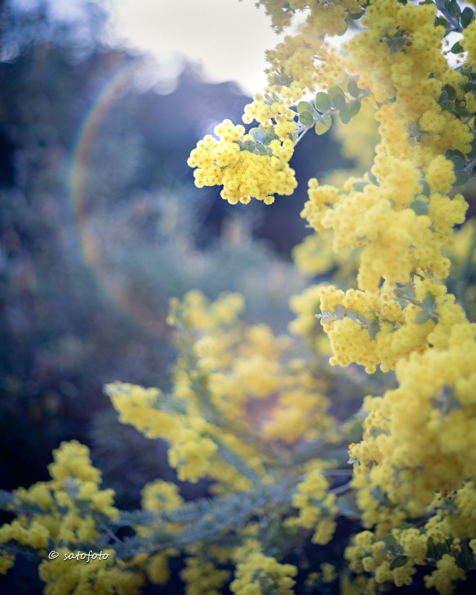 AllChibaEnergy's tweet photo. 菜の花だけじゃない
✨️JEFの花✨️
ヒュンさんありがとうございます！

《ACE 写真アカ》
https://t.co/PqBdUjo4xD https://t.co/avY7ZR5v8j