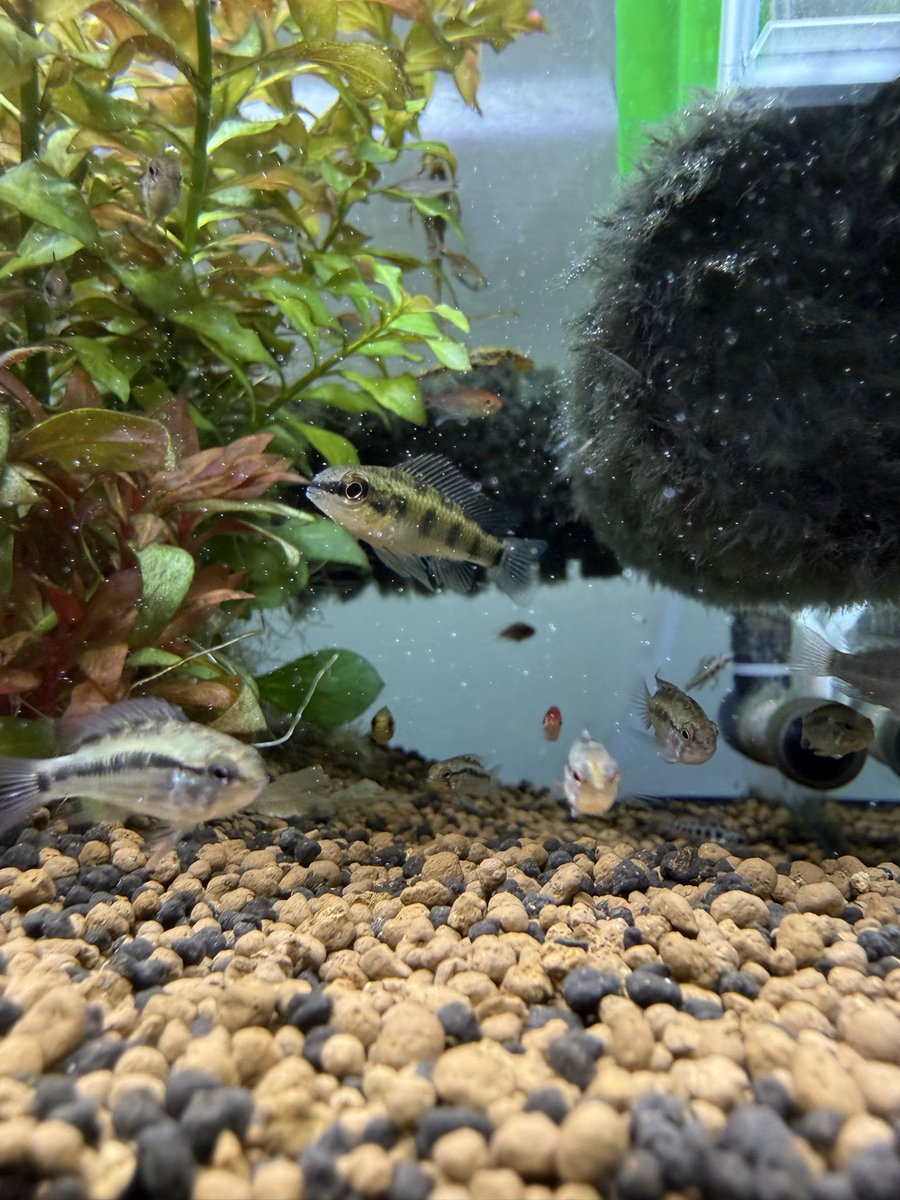 続き、、、
ちなみにこちらが雄のようです😆