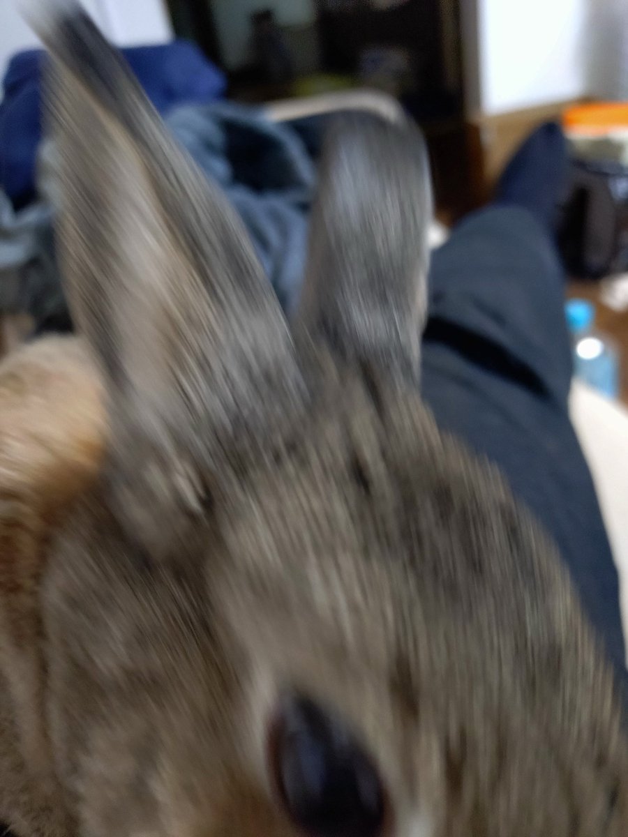 タフィくん乗っかる