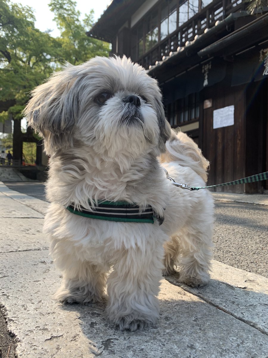 シーズー犬てんぽyoutube
定時ライブ本日夜8時スタート
youtube.com/@shihtzu_aunte…