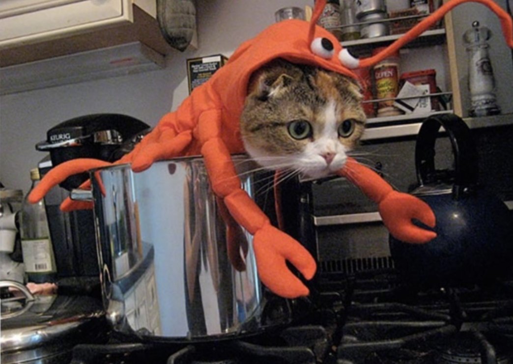 fungus_jimmy's tweet photo. GM! #FridayFeeling #March6th #catstew #redlobster https://t.co/W3MM8PamGs