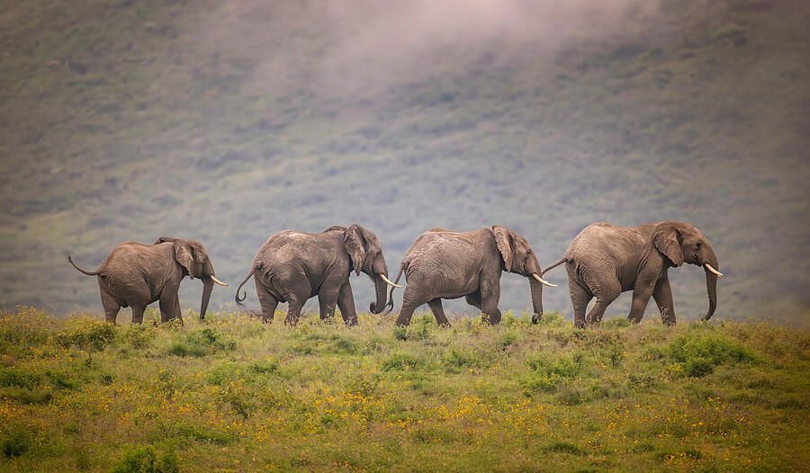 joancarroll's tweet image. Bad Boys of the Serengeti! buff.ly/40PjYRZ #elephants #serengeti #elephanttrain #crater #ngorongoro #tanzania #africa #safari  #Travel #travelphotography #giftideas @joancarroll