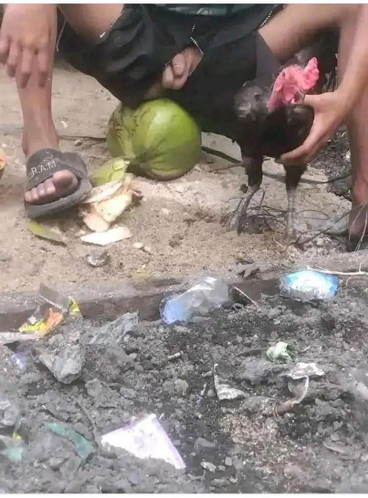 dedechaws's tweet photo. @0tk0il Kaya kelinci, kalo yg ini animal jenis apa pak? https://t.co/4iG2AZp8jh