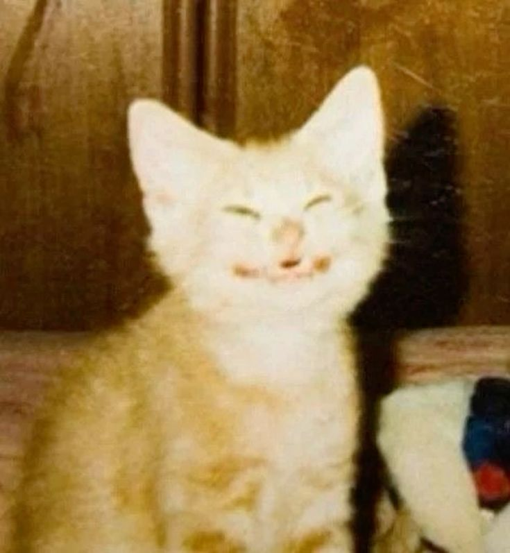 ✨Stephanie Drew✨ tweet media