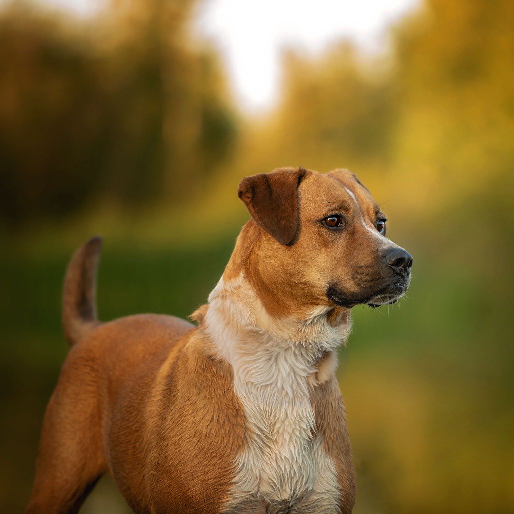 SCARS_Alberta's tweet photo. Adoptable Bluey
📍: Morinville, Alberta 
😊Age: 3-year-old mixed breed boy with the biggest personality and an even bigger heart.
🤩About him: adores people and lives for affection, snuggles, and being the center of attention.
🏠 House Trained
🐶 would be best suited as a solo dog or with a female dog in the home
🐈‍⬛Great with cats!
♥️Bluey has hops! So a tall fence is a must! 

If you’re looking for a loyal, hilarious, affectionate companion who will keep you laughing and loved, Bluey just might be your perfect match.
Apply online at https://t.co/6LEM3aPAnL
