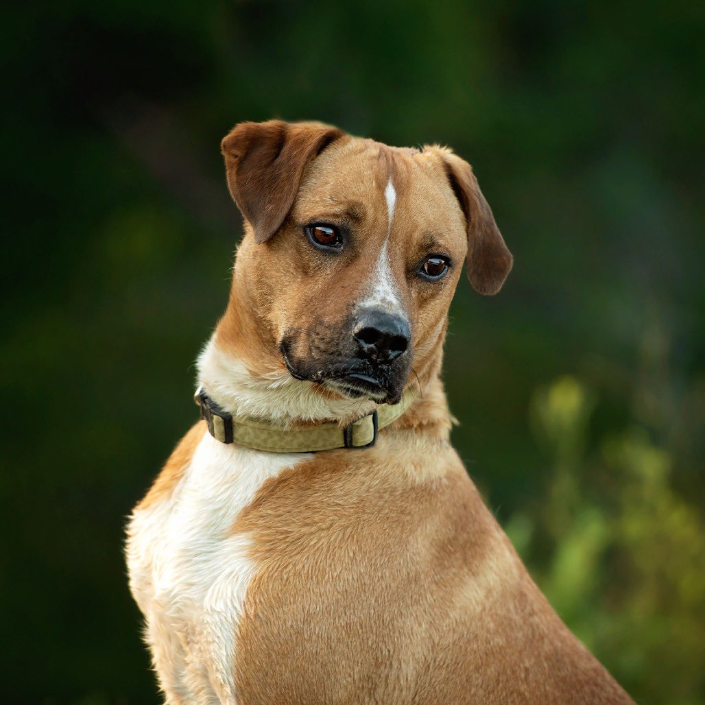 SCARS_Alberta's tweet photo. Adoptable Bluey
📍: Morinville, Alberta 
😊Age: 3-year-old mixed breed boy with the biggest personality and an even bigger heart.
🤩About him: adores people and lives for affection, snuggles, and being the center of attention.
🏠 House Trained
🐶 would be best suited as a solo dog or with a female dog in the home
🐈‍⬛Great with cats!
♥️Bluey has hops! So a tall fence is a must! 

If you’re looking for a loyal, hilarious, affectionate companion who will keep you laughing and loved, Bluey just might be your perfect match.
Apply online at https://t.co/6LEM3aPAnL