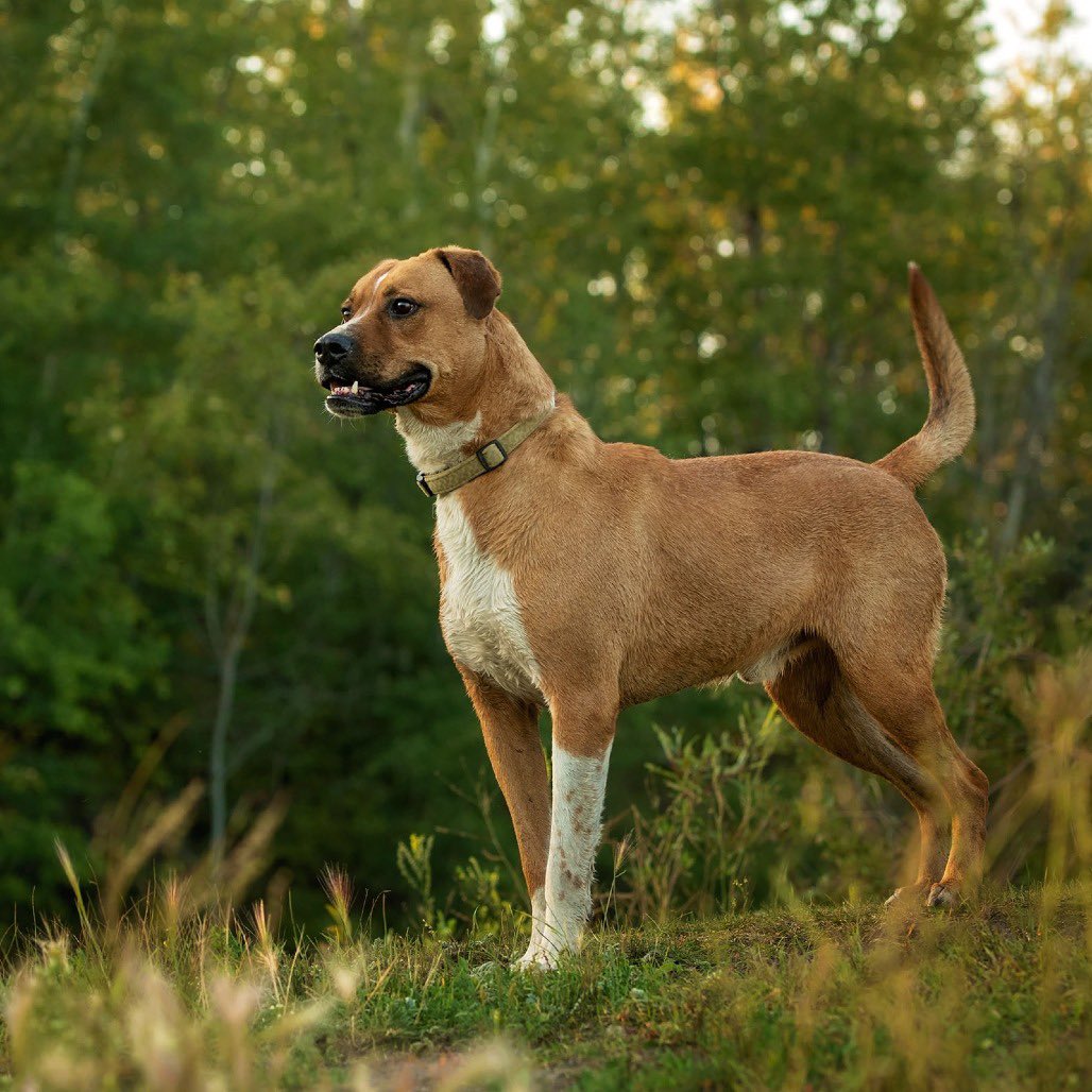 SCARS_Alberta's tweet photo. Adoptable Bluey
📍: Morinville, Alberta 
😊Age: 3-year-old mixed breed boy with the biggest personality and an even bigger heart.
🤩About him: adores people and lives for affection, snuggles, and being the center of attention.
🏠 House Trained
🐶 would be best suited as a solo dog or with a female dog in the home
🐈‍⬛Great with cats!
♥️Bluey has hops! So a tall fence is a must! 

If you’re looking for a loyal, hilarious, affectionate companion who will keep you laughing and loved, Bluey just might be your perfect match.
Apply online at https://t.co/6LEM3aPAnL