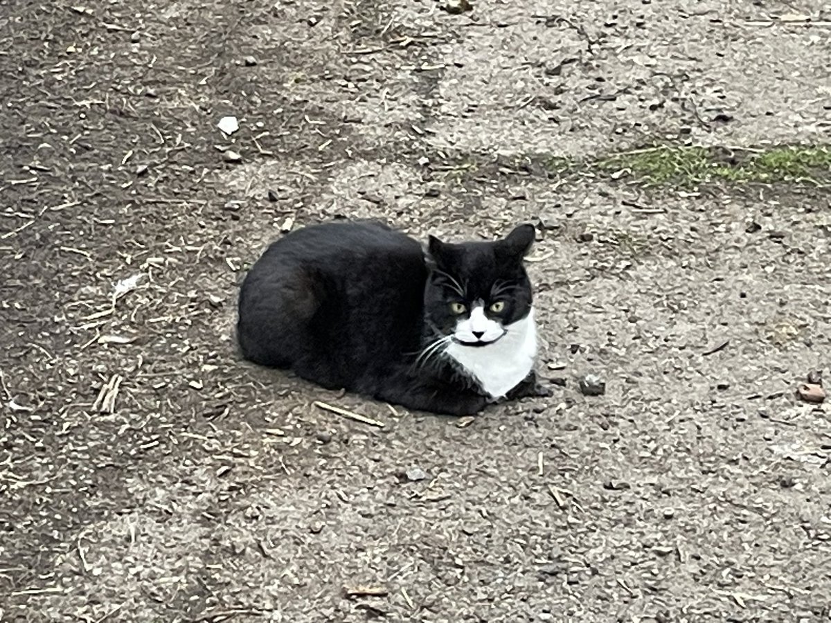 Buffy the misogynist slayer (cervix haver) tweet media