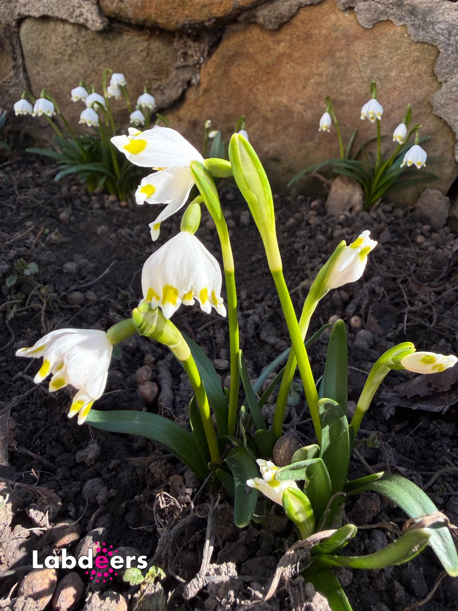 Labdeers tweet media