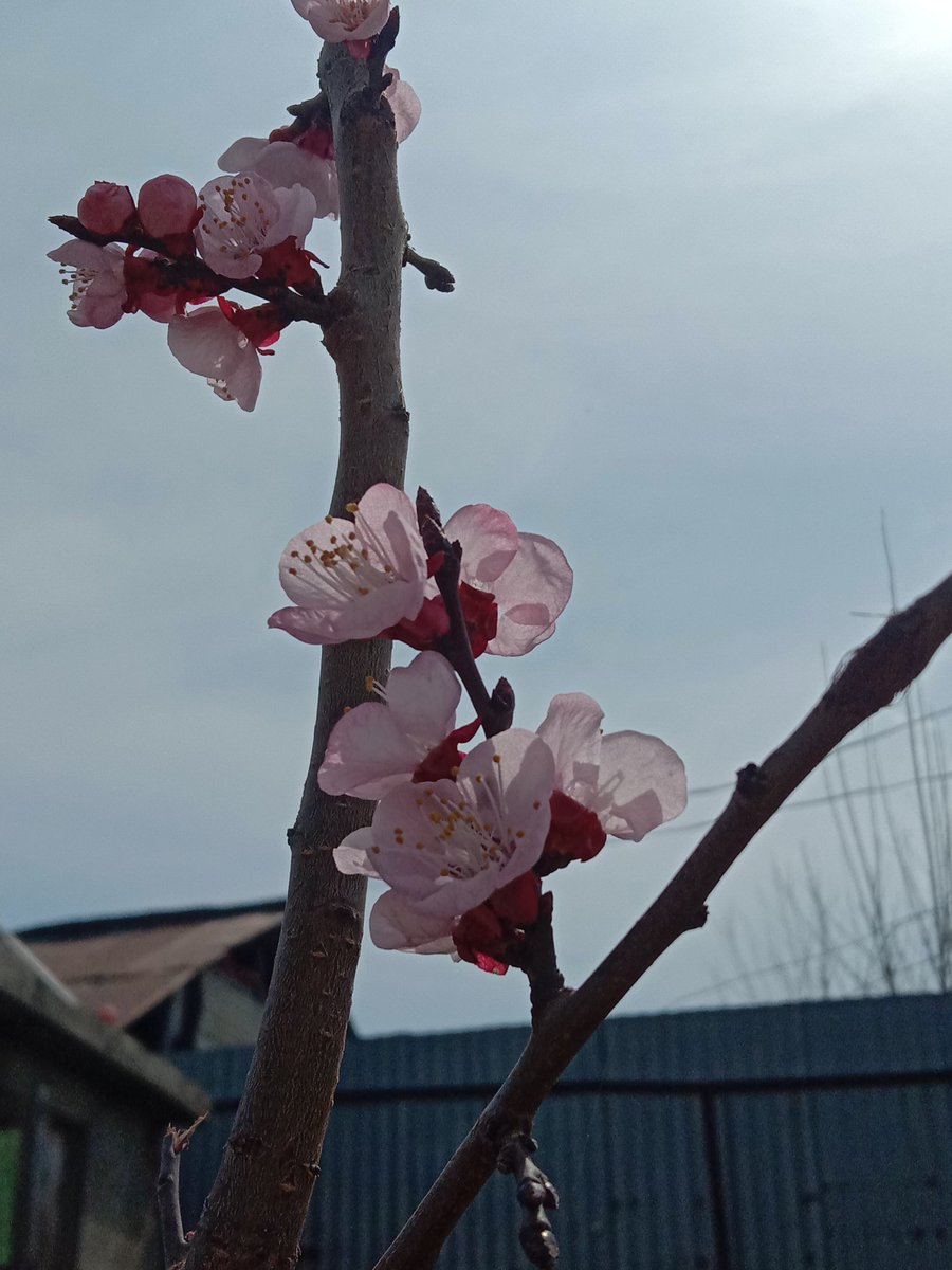 ثناء tweet media