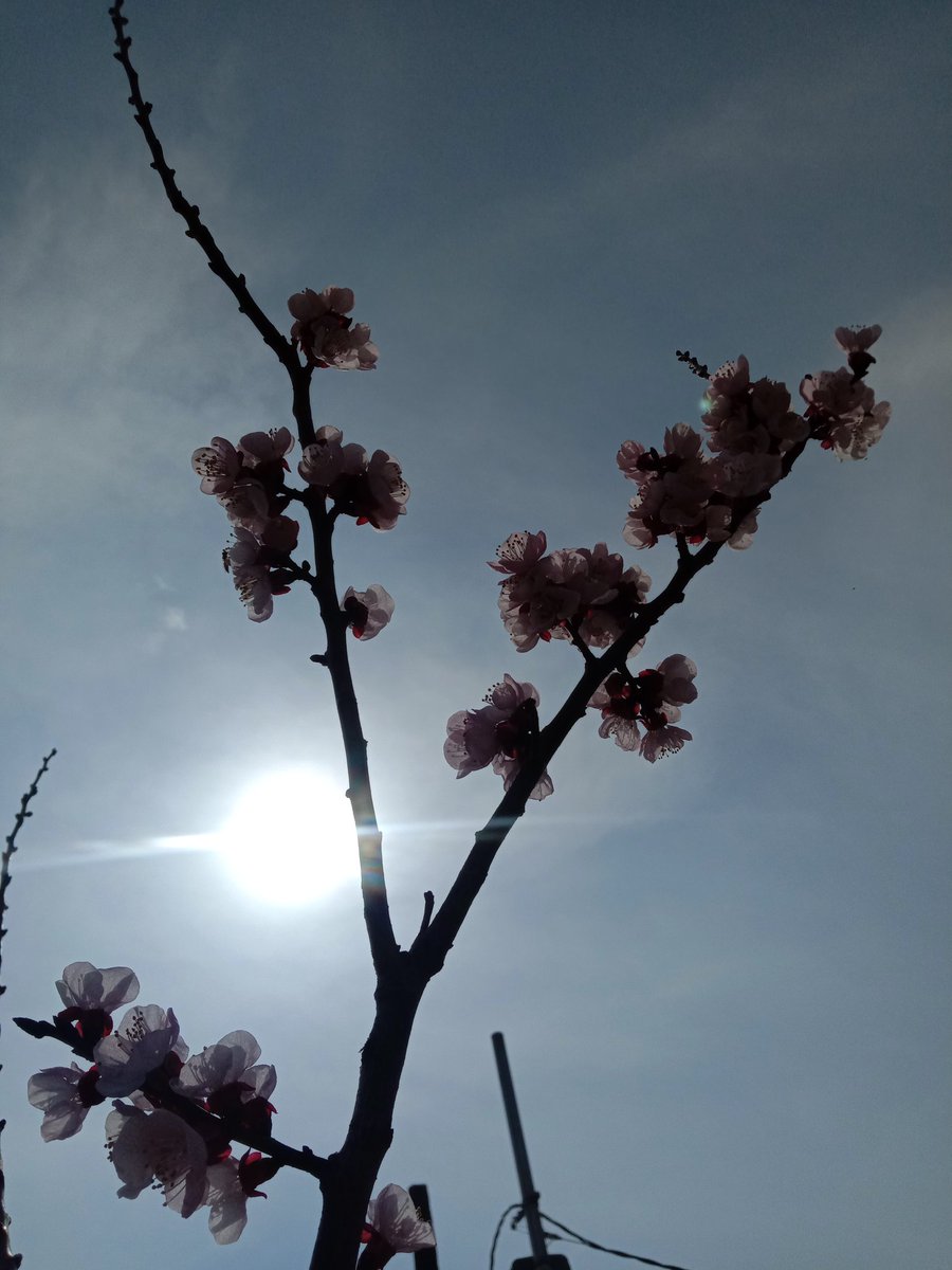 ثناء tweet media