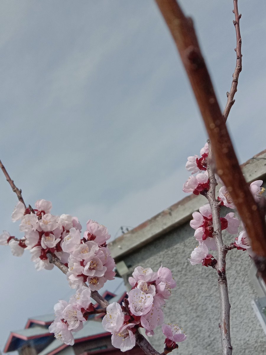 ثناء tweet media