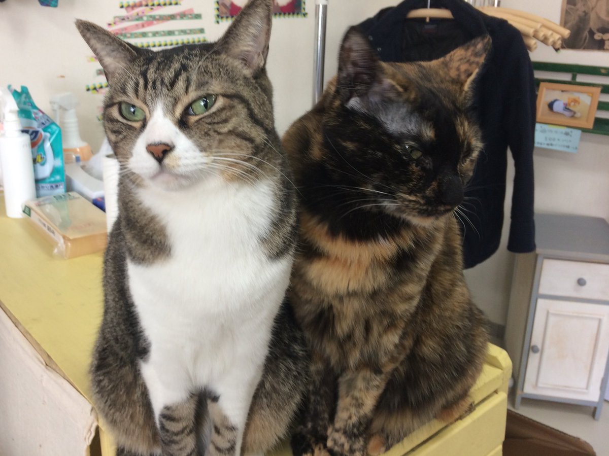 おまけ

猫って良いね👍

また明日🌙