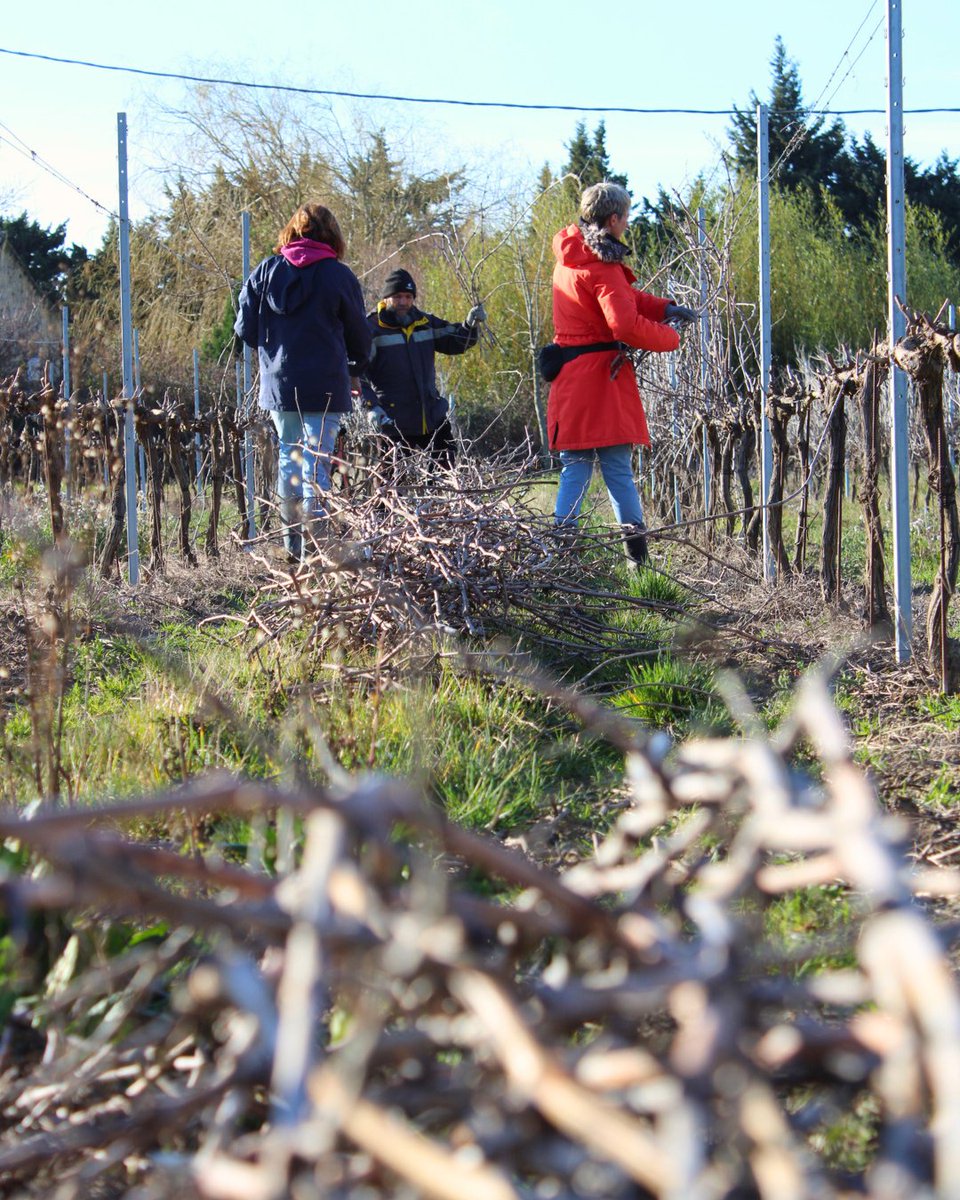 VITIPEP'S tweet media