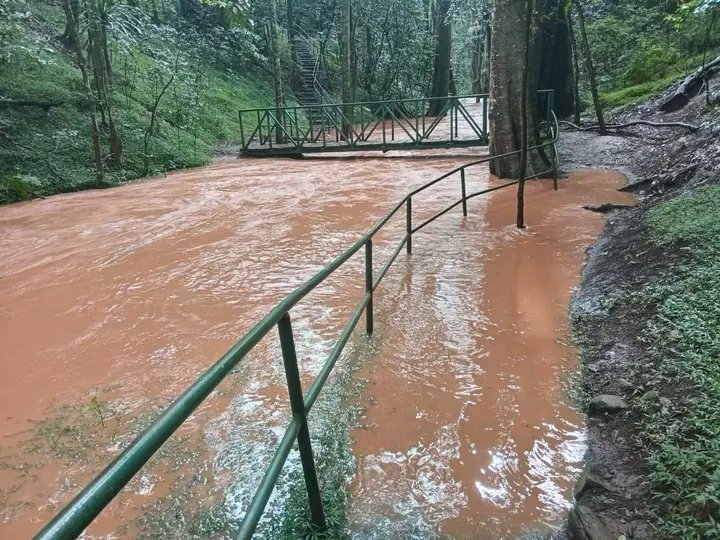 Environmentalist Lokitambaa Andrew tweet media