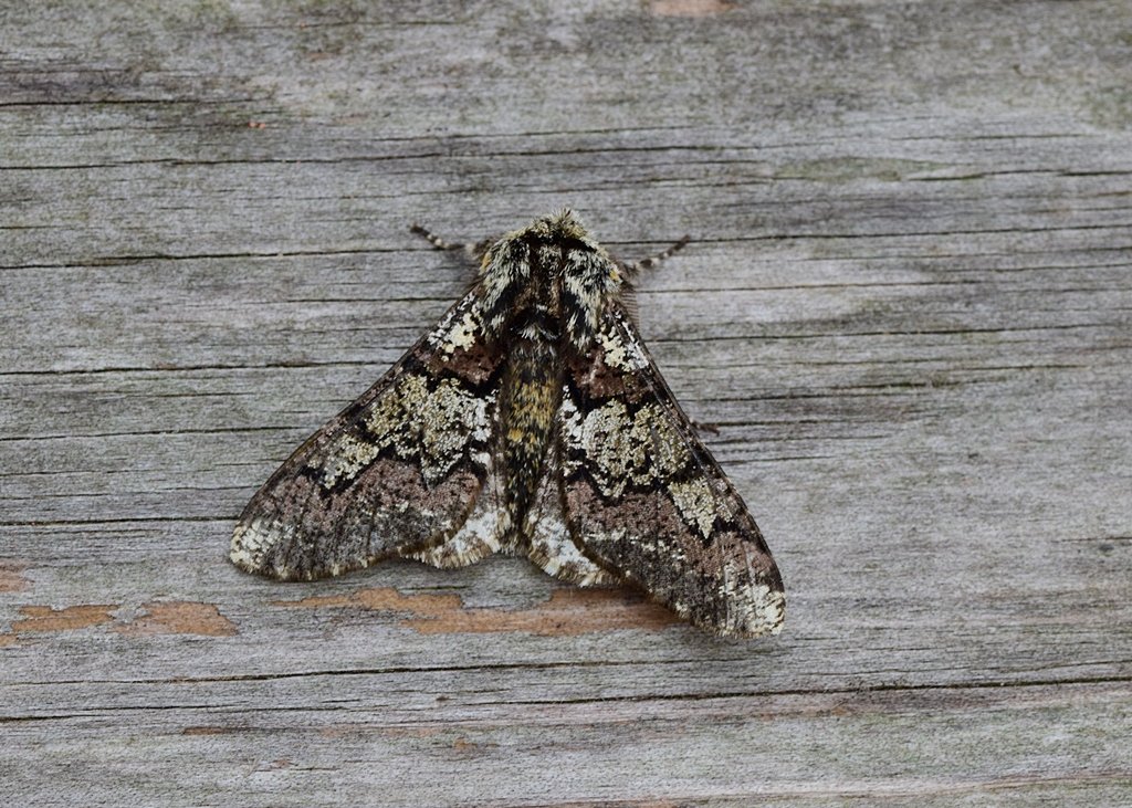 Neil Freeman tweet media