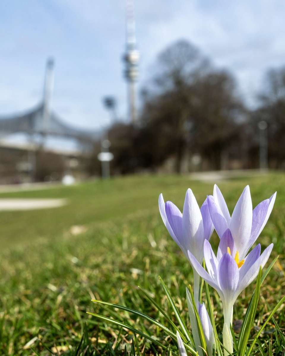 OLYMPIAPARK's tweet photo. Seht ihr, was wir sehen? 💮 Ob's jetzt soweit ist für das große Frühlings-Erwachen im Park? ☀️ Also wir wären bereit! 😎
📸 Martin Hangen
#olympiapark #frühlingsvibes #frühlinginmünchen #springlove https://t.co/uzXKZaotJT