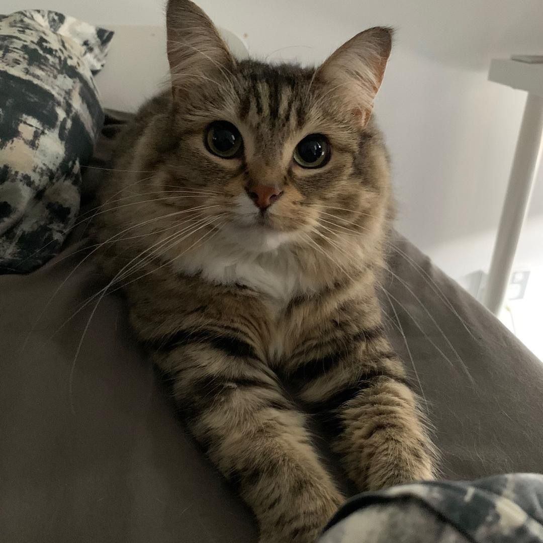 Luna is tabby tweet media