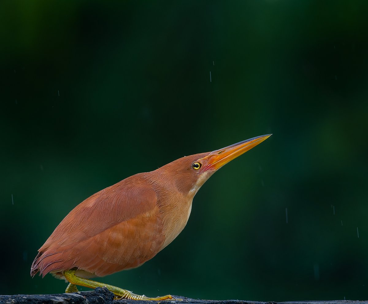 Anant Shukla tweet media