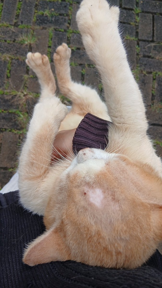 panggil aja ucok tweet media